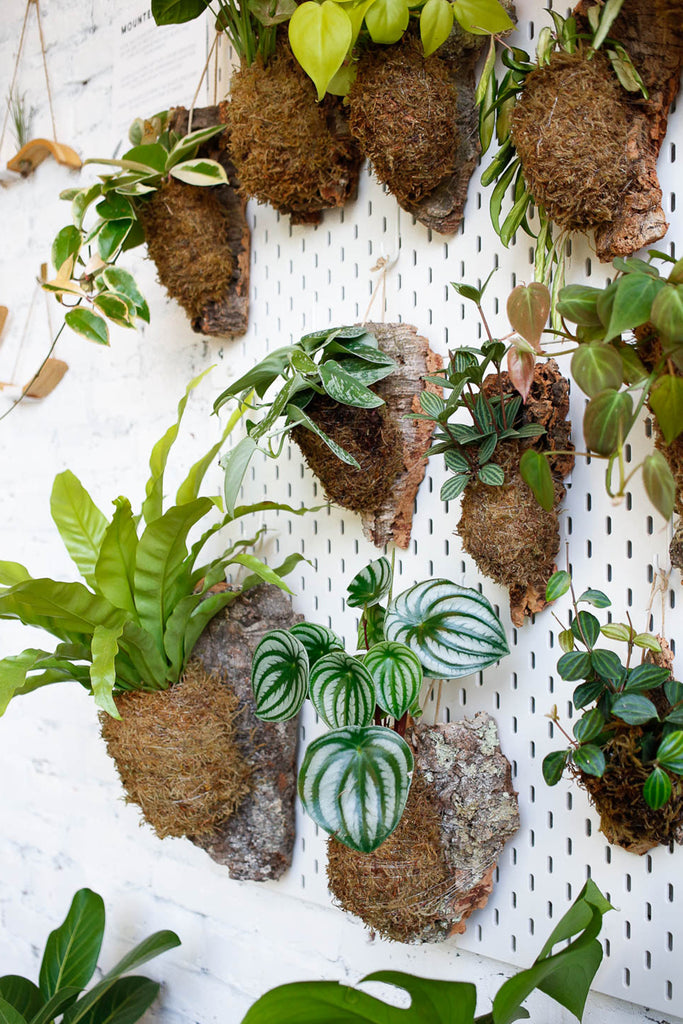 Workshop- Cork Mounted Plants | WED OCT 18th