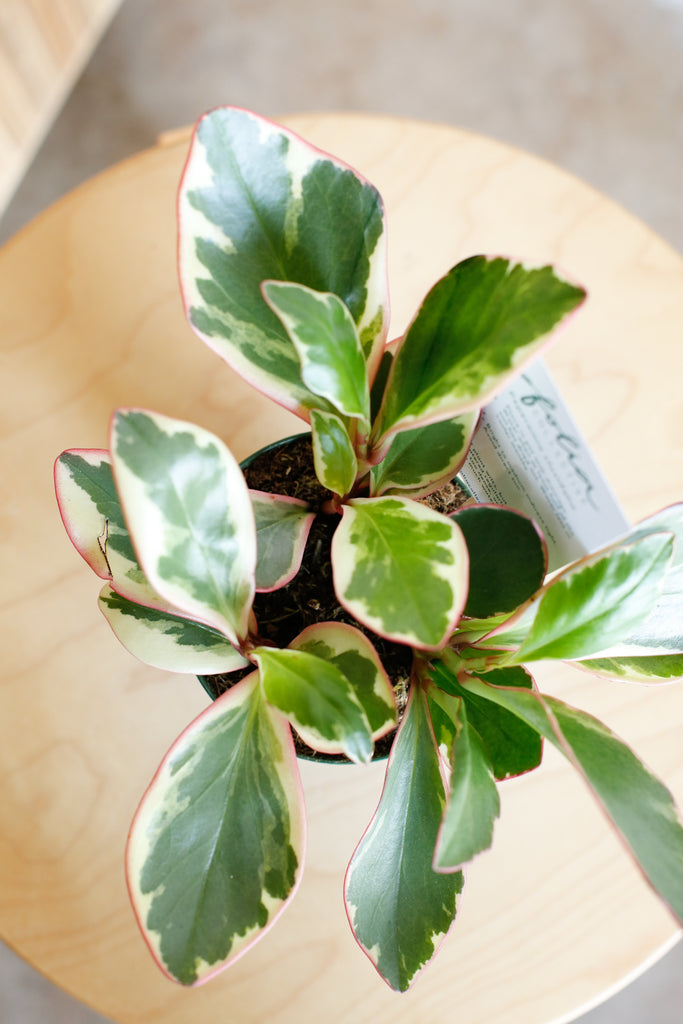 Peperomia clusifolia 'Ginny'