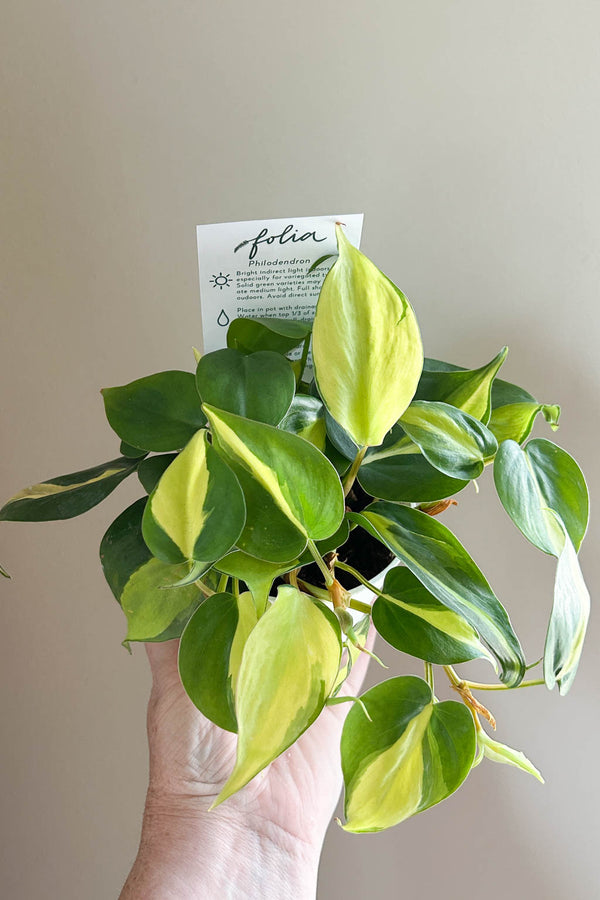 Philodendron hederaceum var. oxycardium 'Brasil'- PICK-UP ONLY