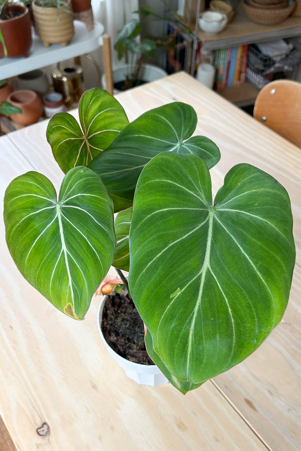 Philodendron gloriosum- PICK-UP ONLY