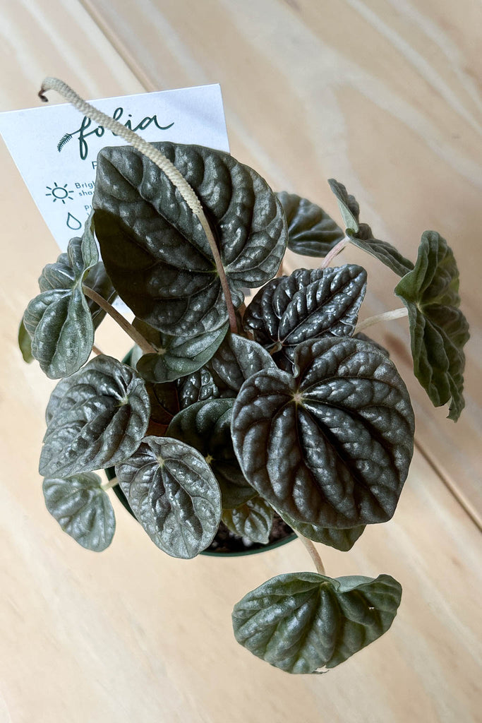 Peperomia caperata 'Luna Grey'- PICK-UP ONLY