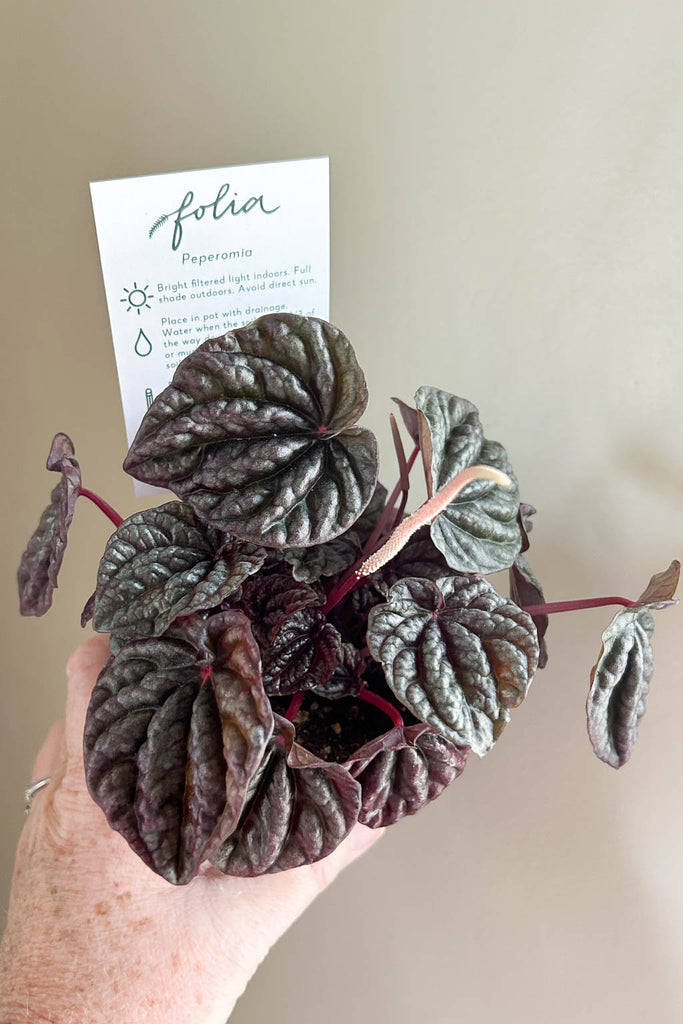 Peperomia caperata 'Luna Red'- PICK-UP ONLY