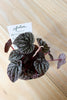 Peperomia caperata 'Luna Red'- PICK-UP ONLY