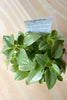 Peperomia orba 'Pixie Lime'- PICK-UP ONLY