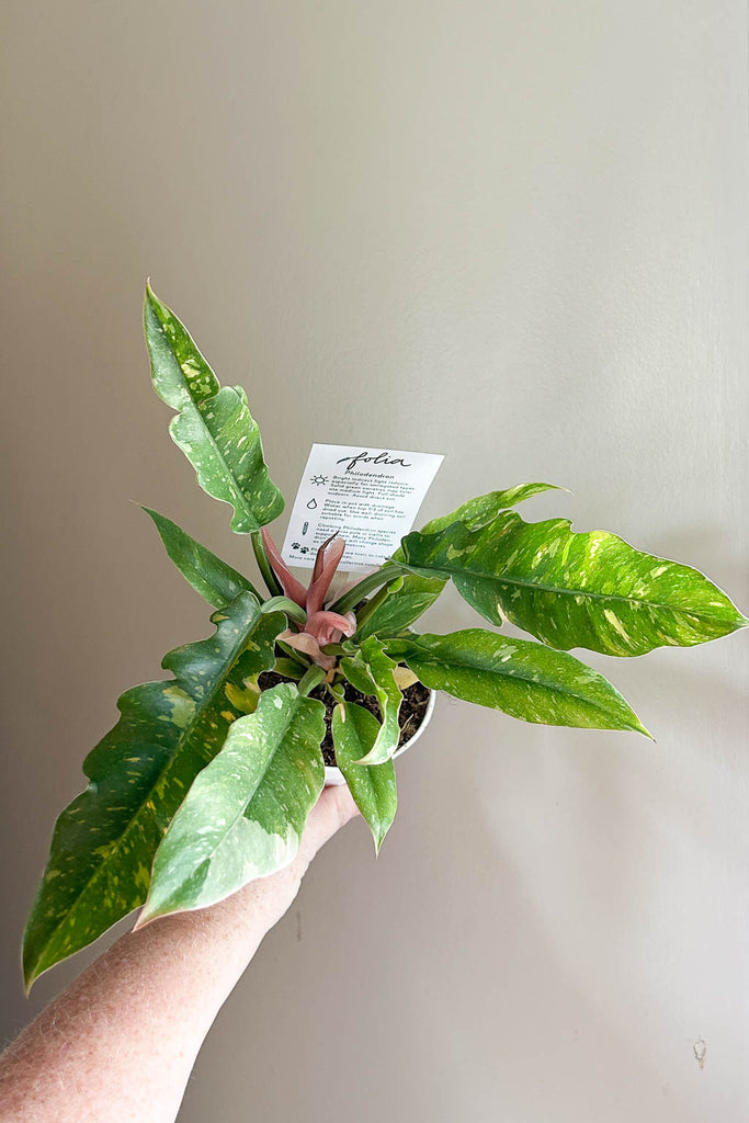 Philodendron 'Ring of Fire'- PICK-UP ONLY