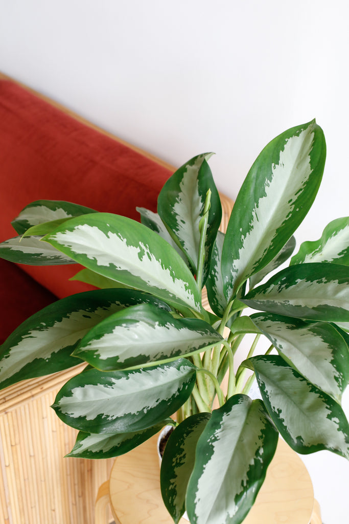 Aglaonema 'Diamond Bay'