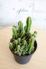 Acanthocereus tetragonus