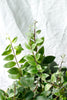 Aeschynanthus radicans