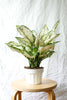 Aglaonema 'Diamond'