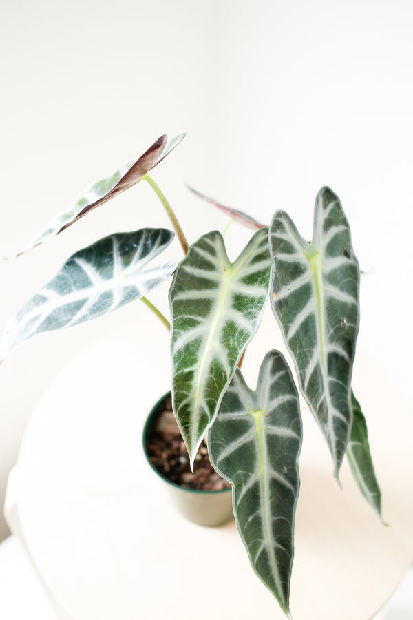 Alocasia x amazonica 'Bambino'