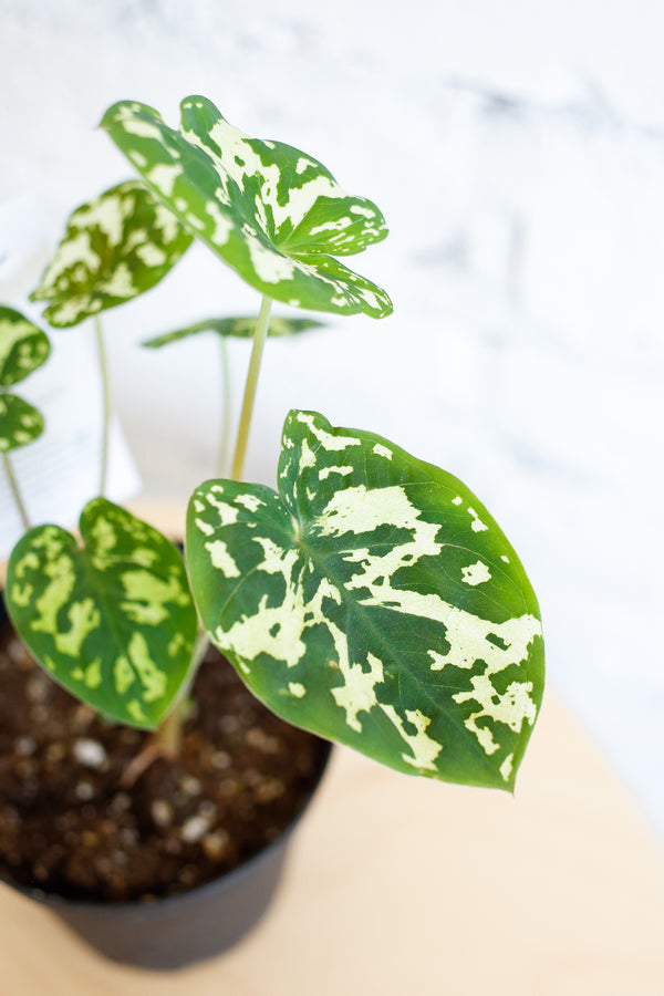 Caladium 'Hilo Beauty'