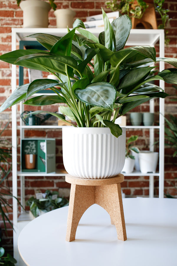 Cork Plant Stand