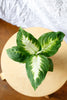 Dieffenbachia maculata 'Camille'