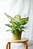 Dieffenbachia maculata 'Camille'