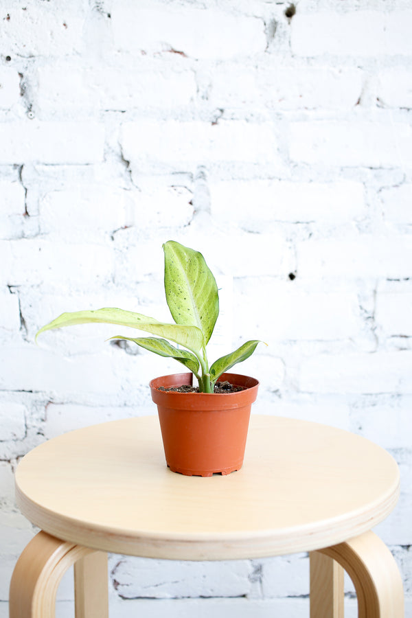 Dieffenbachia 'Camouflage'