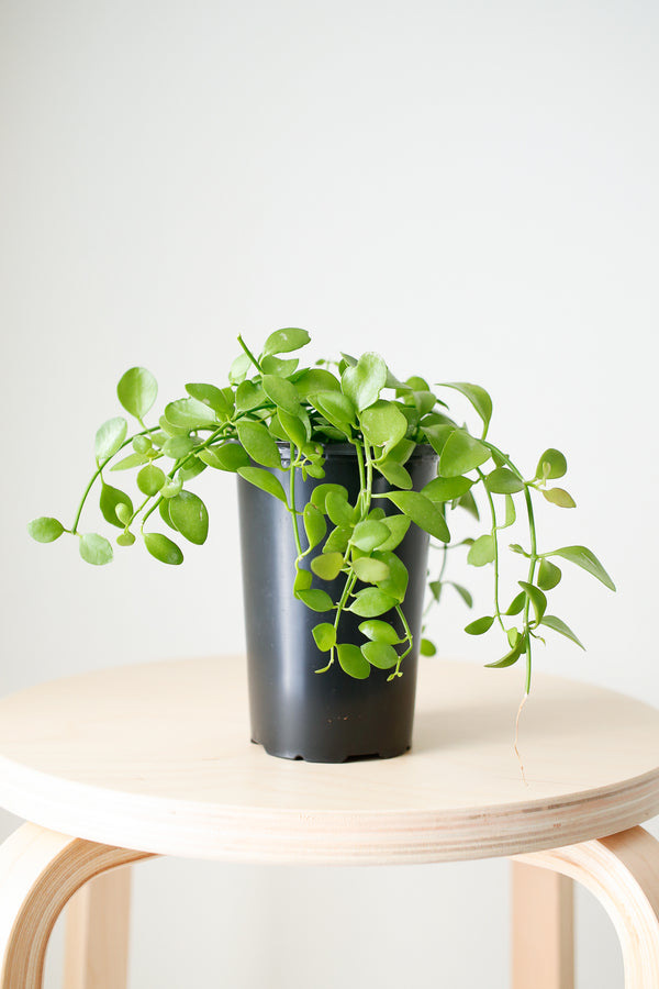 Dischidia oiantha
