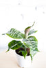 Dracaena goldieana