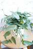 Epipremnum pinnatum 'Cebu Blue'