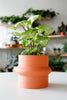 Ridge Planter