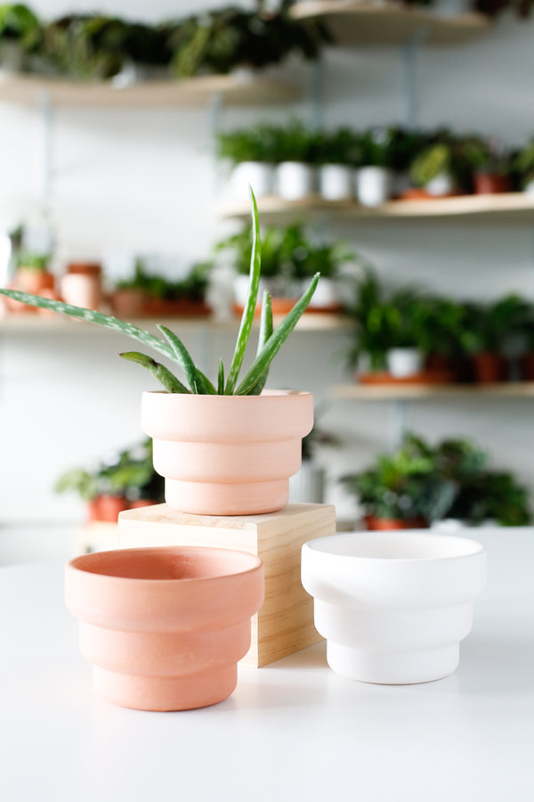 Steps Planter