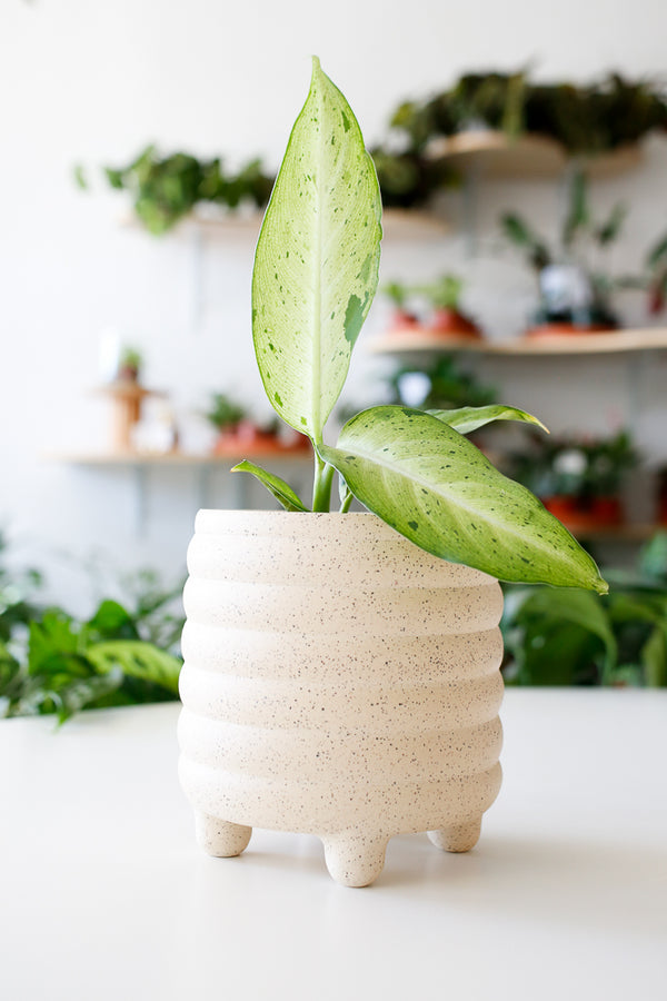 Bumby Footed Planter by Klei Ceramics