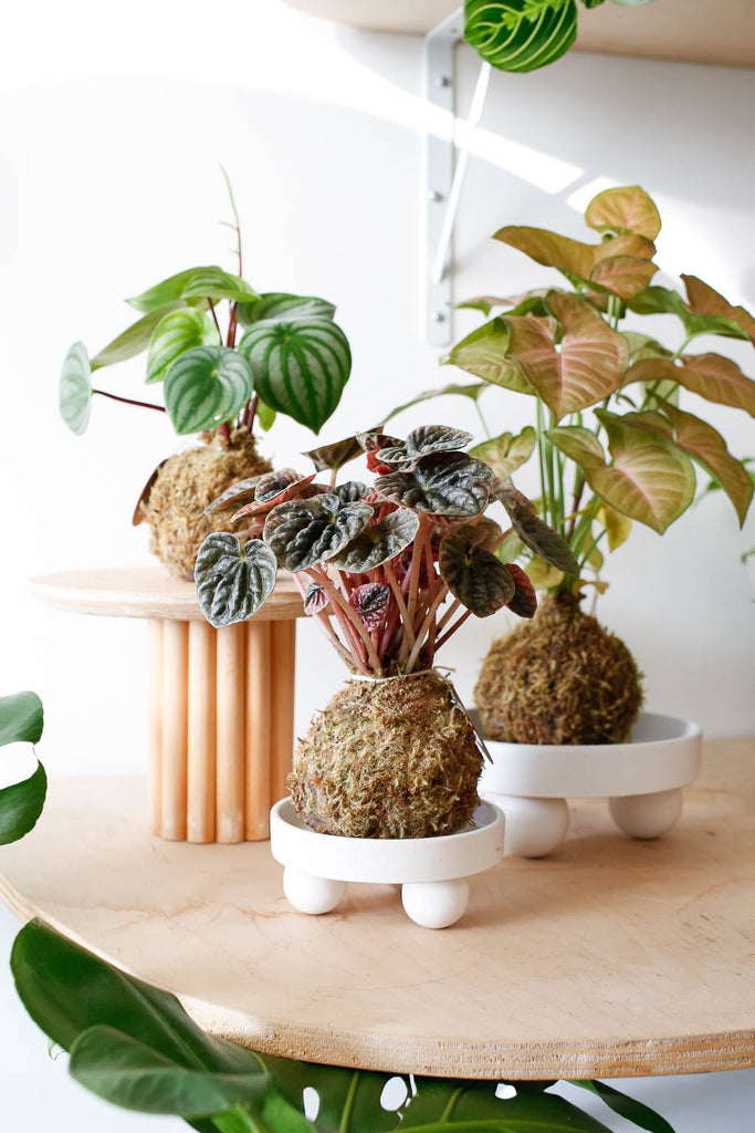 Workshop- Kokedama | SIGN UP TO HEAR ABOUT THE NEXT ONE