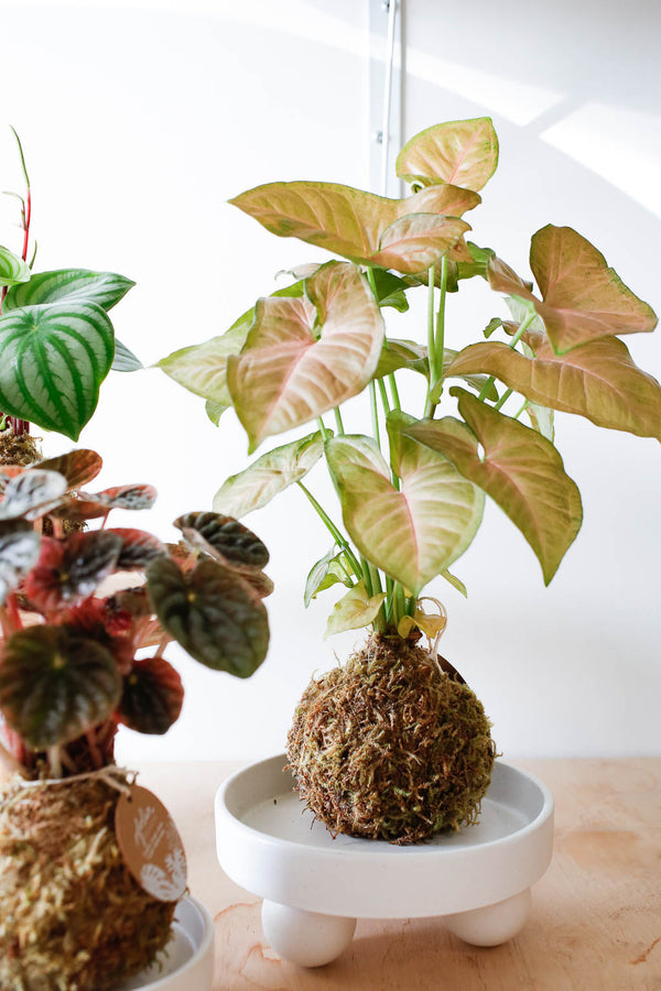 Workshop- Kokedama | SIGN UP TO HEAR ABOUT THE NEXT ONE