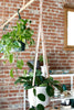 Leather plant hanger with white pot and Hoya plant, hanging from ceiling
