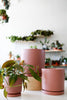 Dusty Rose Momma Pots Cylinders