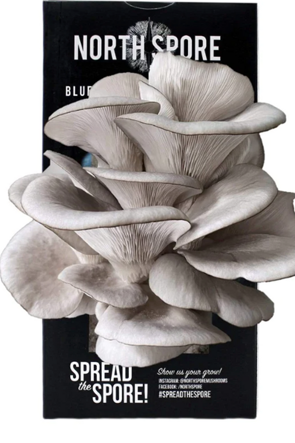 Blue Oyster Mushroom Grow Kits