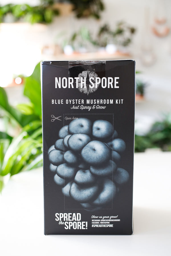 Blue Oyster Mushroom Grow Kits