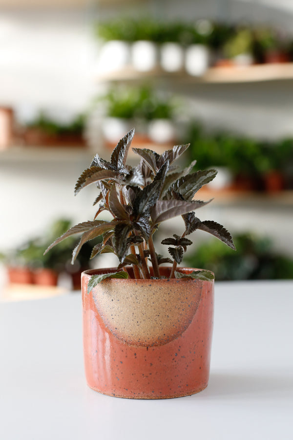 Glow Planter