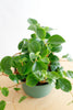 Peperomia glabella