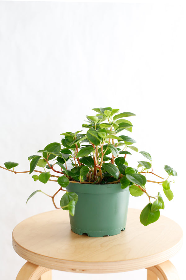 Peperomia glabella
