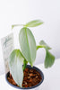 Philodendron hastatum 'Silver Sword'