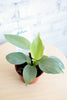Philodendron hastatum 'Silver Sword'