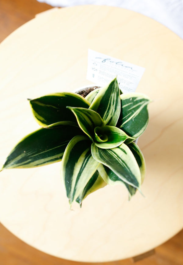 Sansevieria trifasciata hahnii 'Glimmering Star'