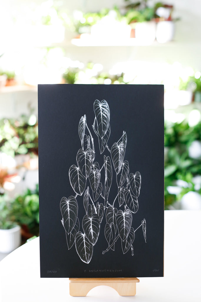 Philodendron Melanochrysum Print