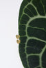 Anthurium clarinervium Stud Earrings
