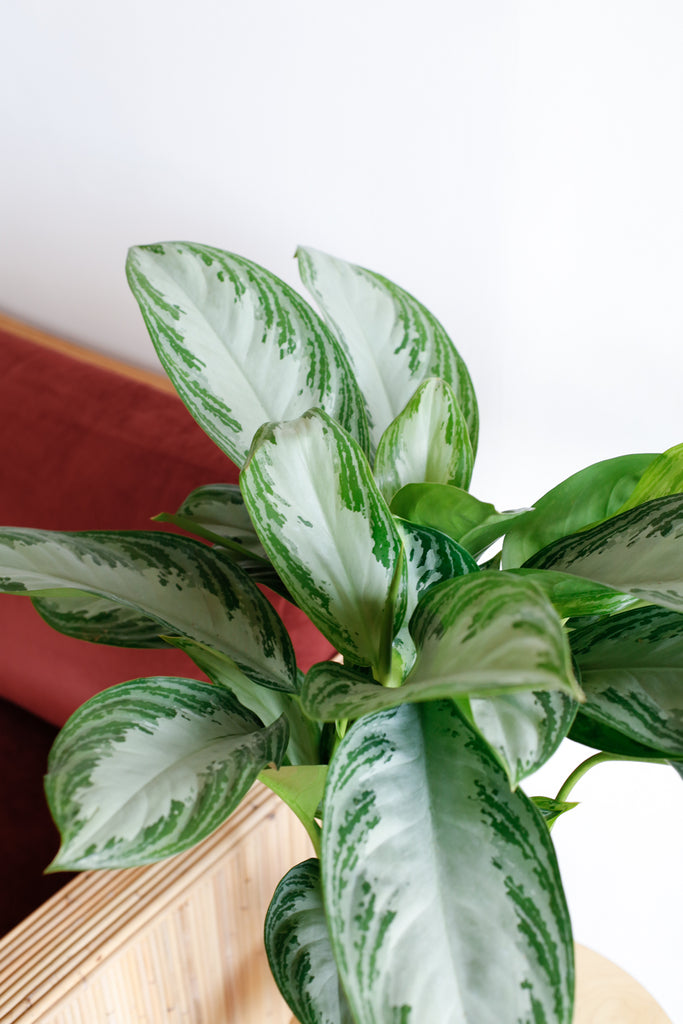 Aglaonema 'Silver Bay'