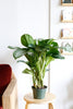 Aglaonema 'Silver Bay'