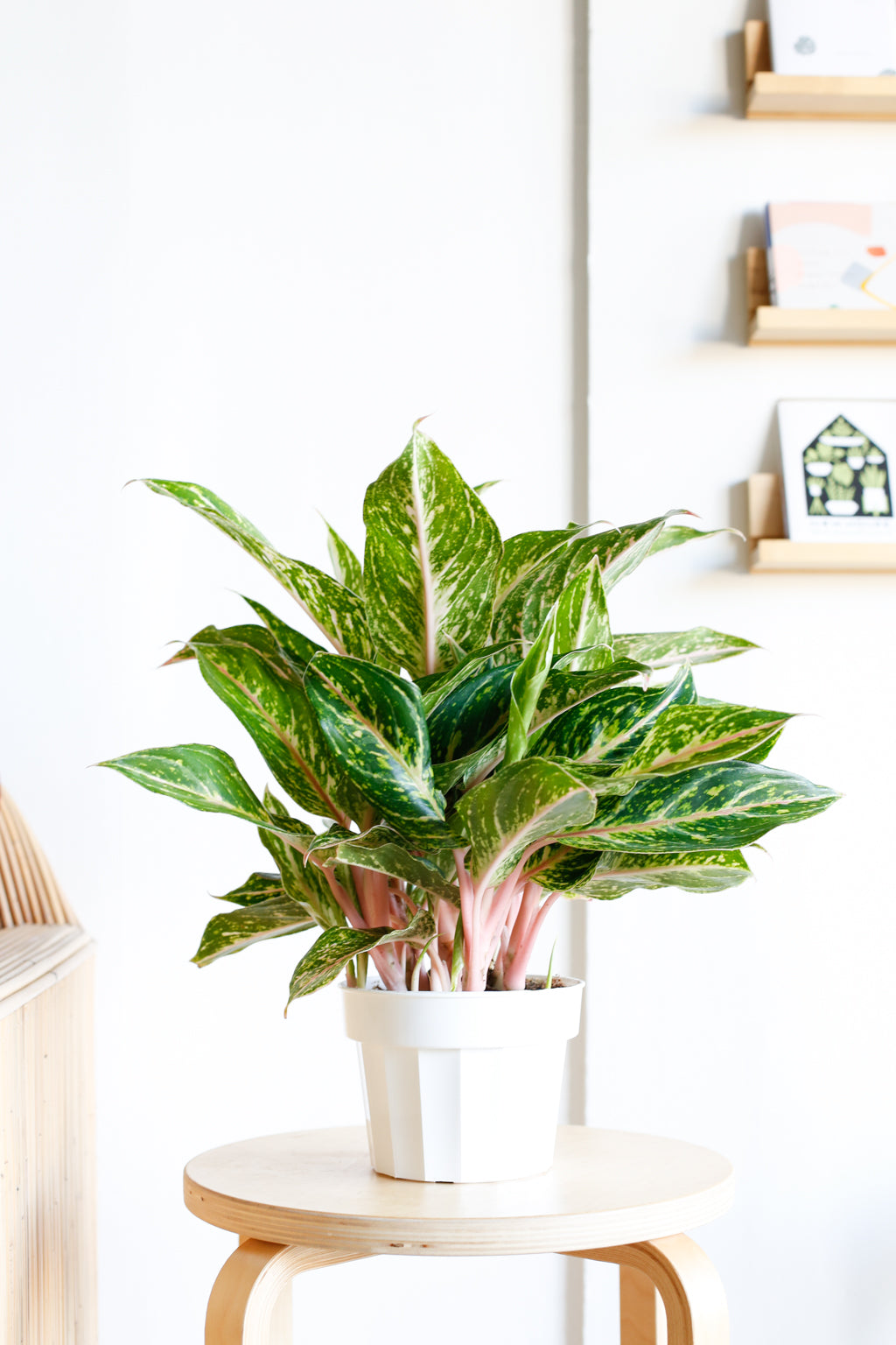 Plant Know-How: Monstera deliciosa – Folia Collective