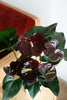 Anthurium andraeanum 'Black Queen'