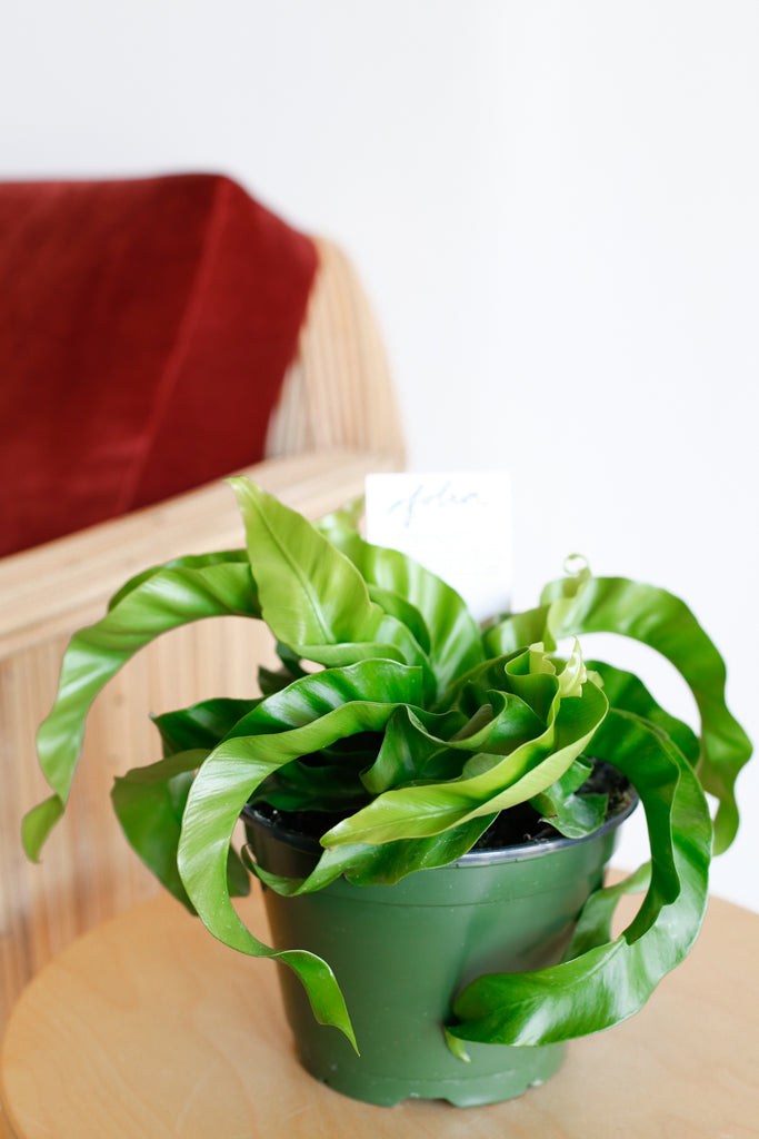 Asplenium antiquum ‘Hurricane’