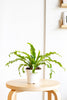 Asplenium antiquum 'Osaka'