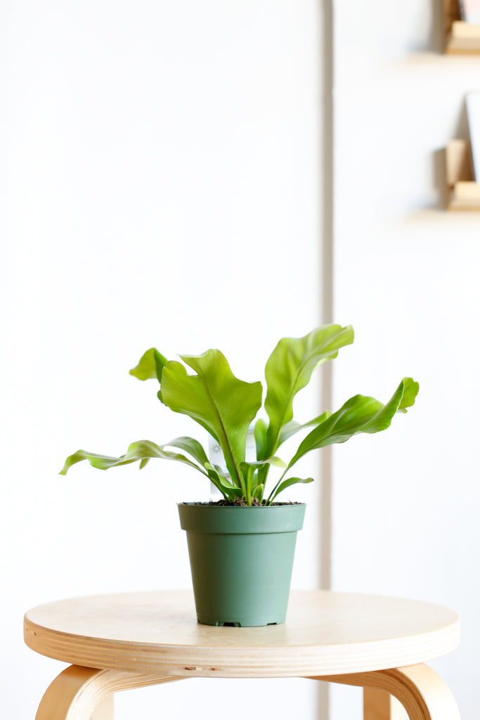 Asplenium antiquum