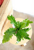Asplenium nidus 'Campio'