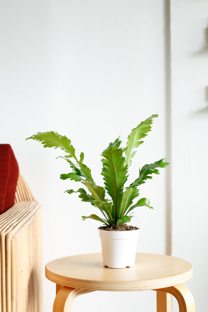 Asplenium nidus 'Campio'
