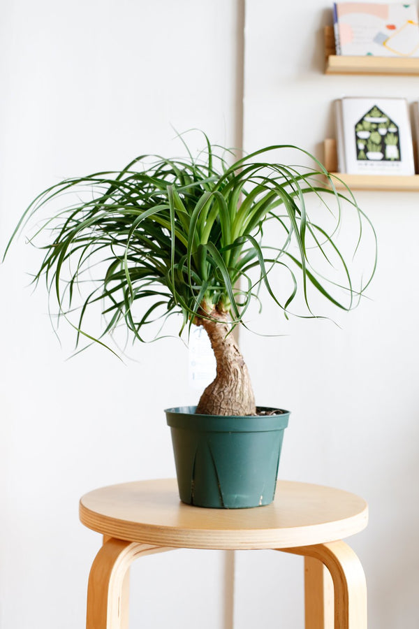 Beaucarnea recurvata