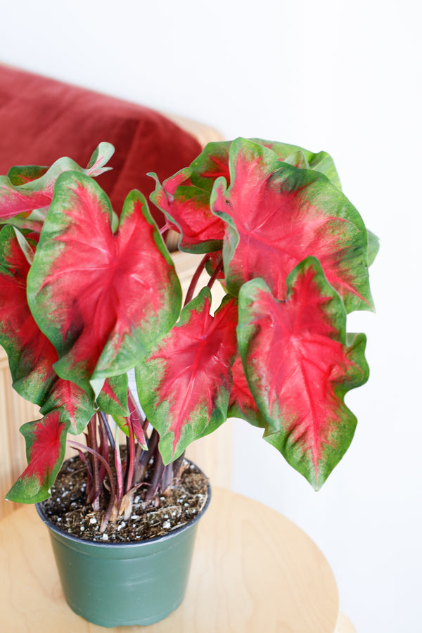 Caladium 'Freida Hemple'
